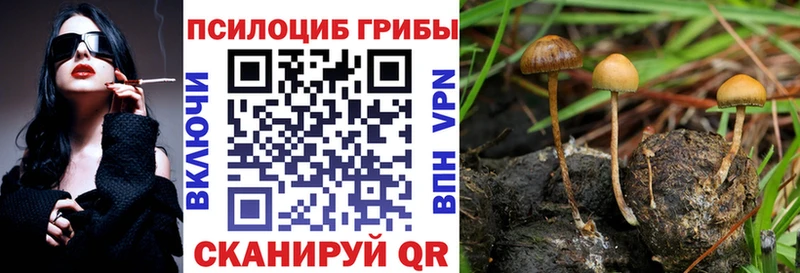 Псилоцибиновые грибы Psilocybine cubensis Куровское